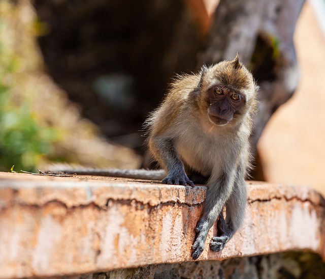 长尾猕猴 食蟹猴 猕 - 上的免费照片