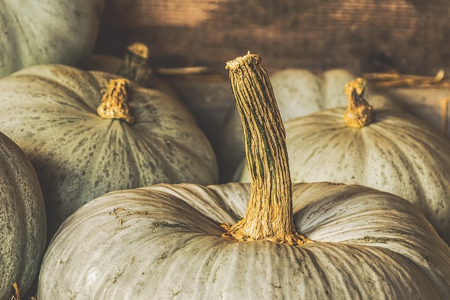 南瓜 秋天 装饰 - 上的免费照片