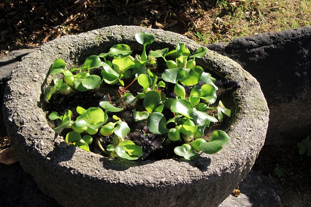 石花盆 水生植物 草 - 上的免费照片