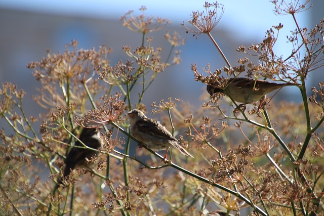 麻雀 鸟 鸟儿的城市 - 上的免费照片