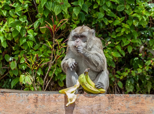 长尾猕猴 食蟹猴 猕 - 上的免费照片