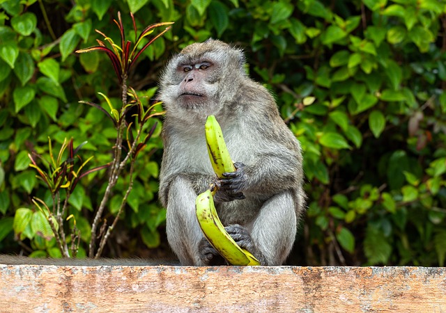 长尾猕猴 食蟹猴 猕 - 上的免费照片
