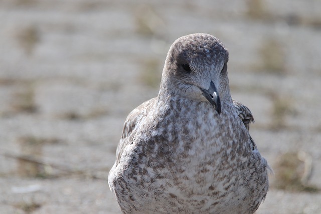 海鸥 M?ve 飞行 - 上的免费照片