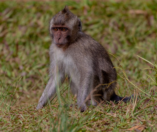 年轻的长尾猕猴 食蟹猴 猕 - 上的免费照片