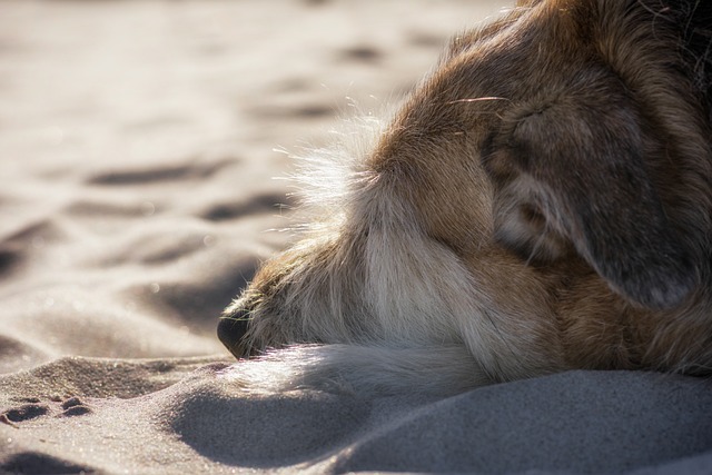 狗 沙 海滩 - 上的免费照片