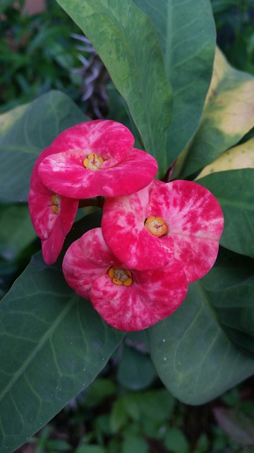 花 Poi仙花 粉红色的花朵 - 上的免费照片