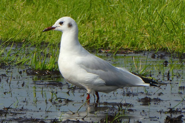 海鸥 食物 水 - 上的免费照片