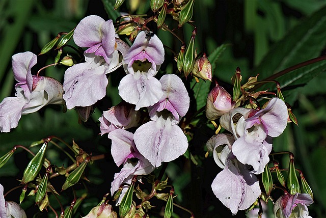 花 喜马拉雅山苦瓜 自然 - 上的免费照片
