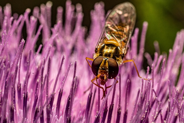 黄蜂 昆虫 蓟 - 上的免费照片
