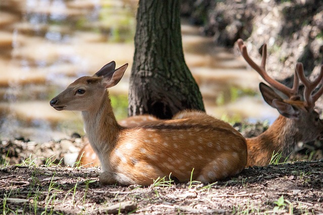 鹿 梅花鹿 动物 - 上的免费照片