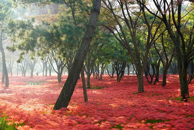 花朵 树木 公园 - 上的免费照片