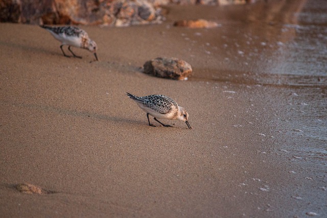 库利克 海鸟 海 - 上的免费照片