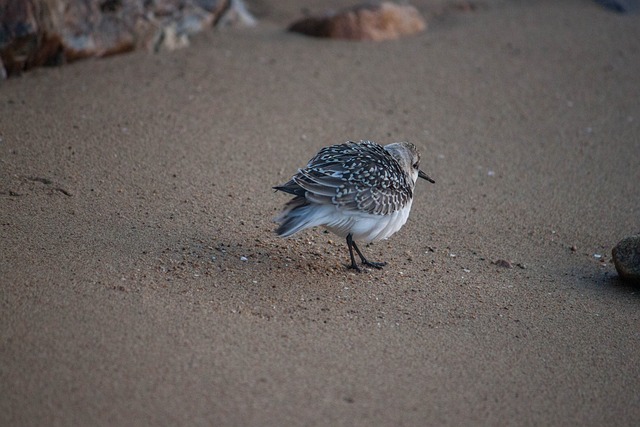 库利克 海鸟 海 - 上的免费照片