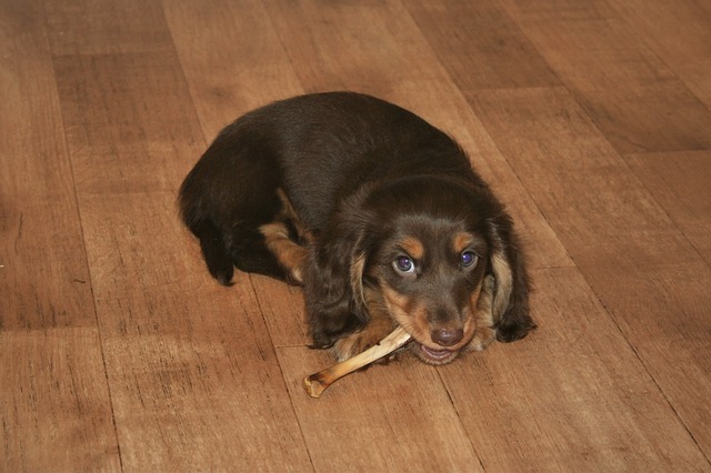 长发缩影 腊肠犬 小狗 - 上的免费照片