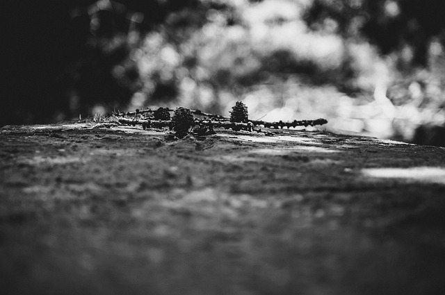 矮松 自然 山 - 上的免费照片