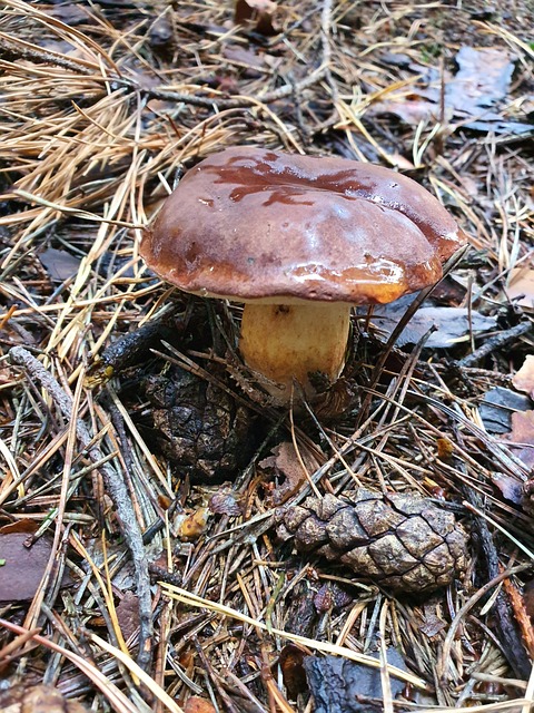 落下 蘑菇 森林 - 上的免费照片