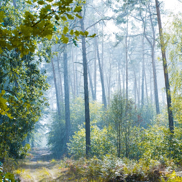 森林 雨 松弛 - 上的免费照片