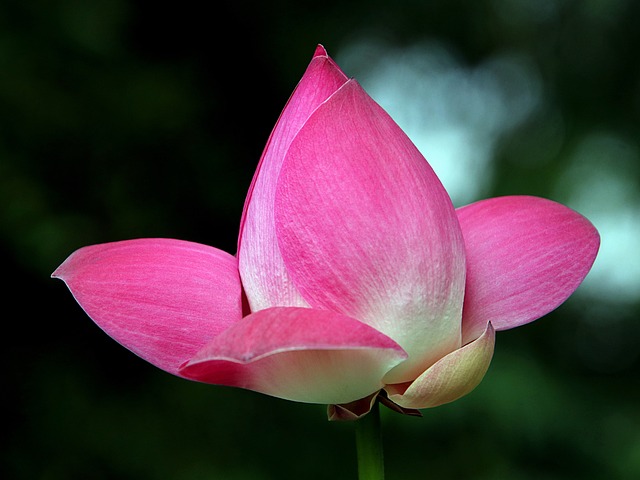 莲花 花瓣 花 - 上的免费照片