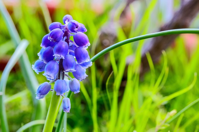 Muscari Neglectum 花 绽放 - 上的免费照片