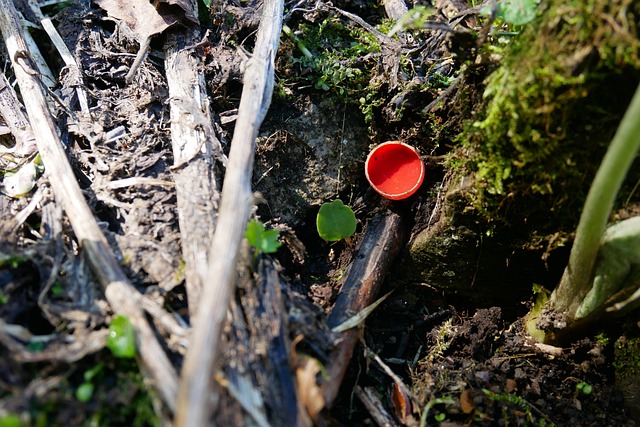 的辉煌Becherling Sarcoscypha 白 大红 - 上的免费照片