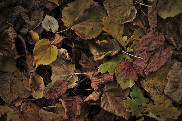 秋天 树叶 落下 - 上的免费照片