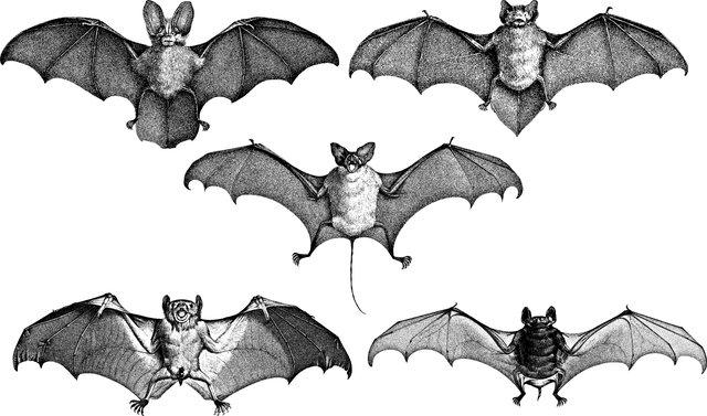 蝙蝠 翅膀 线条艺术 - 免费矢量图形