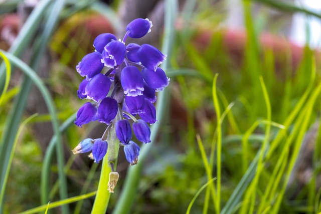 Muscari Neglectum 花 绽放 - 上的免费照片