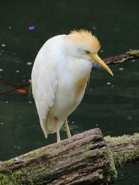 牛背鹭 鸟 白鹭 - 上的免费照片
