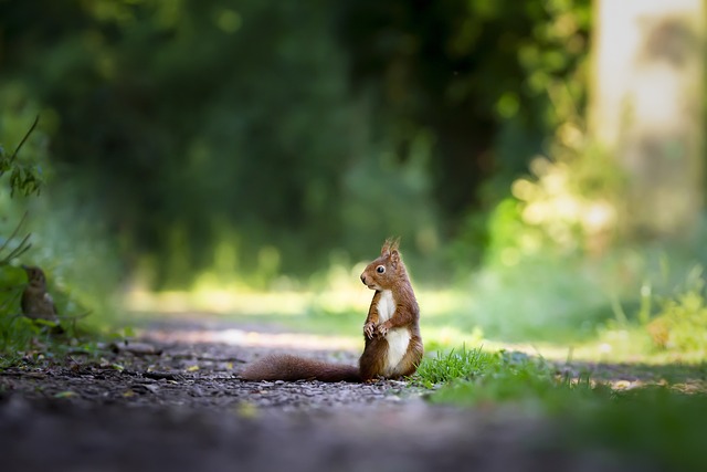 松鼠 啮齿动物 动物 - 上的免费照片