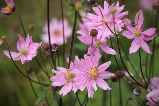 大丽花 Merck-Dahlia Dahlia Merckii - 上的免费照片