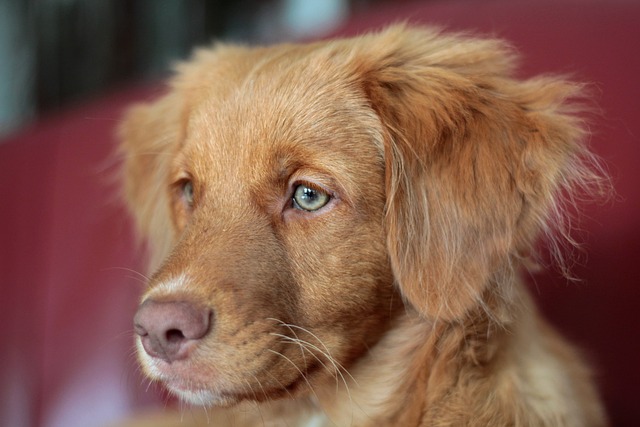 小狗 新斯科舍鸭收费猎犬 收银员 - 上的免费照片