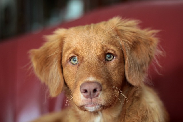 小狗 新斯科舍鸭收费猎犬 收银员 - 上的免费照片