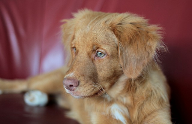 小狗 新斯科舍鸭收费猎犬 收银员 - 上的免费照片