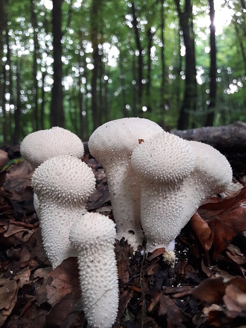 瓶 Bovist 蘑菇 Umbrinum - 上的免费照片