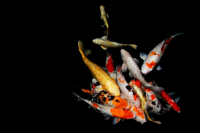日本 鱼 锦鲤 - 上的免费照片