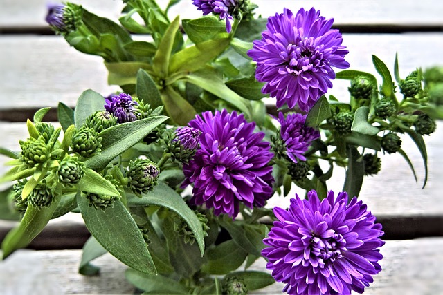 花 Asters 赫布斯塔斯特恩 - 上的免费照片