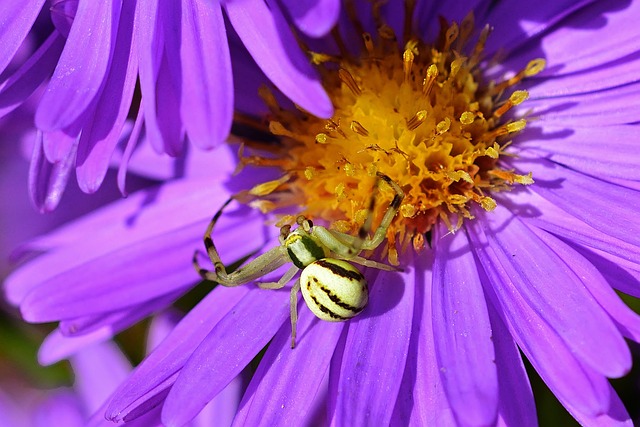 蟹蛛 赫伯斯特 自然 - 上的免费照片
