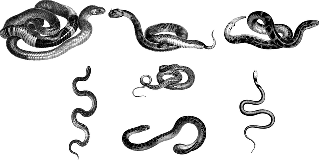 蛇 动物 线条艺术 - 免费矢量图形