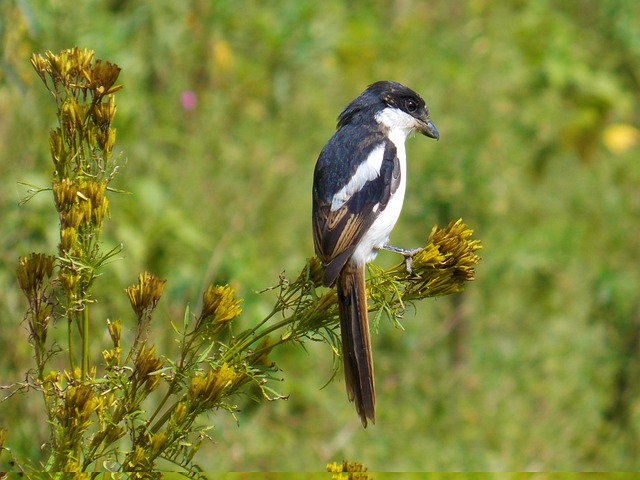 鸟 自然 黑色的 - 上的免费照片