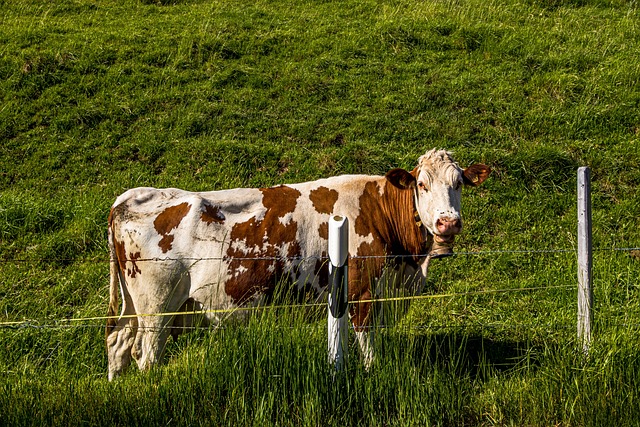 牛 瑞士 牛肉 - 上的免费照片