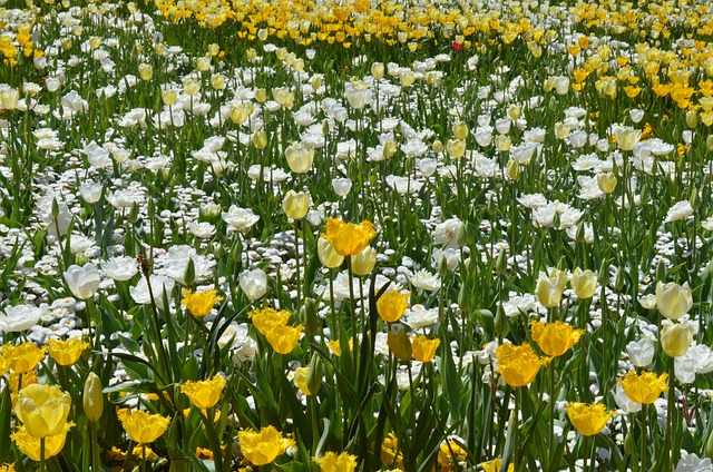 弗洛里阿德 花 开花 - 上的免费照片