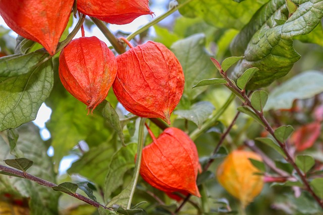 乳头状 花 绿色 - 上的免费照片