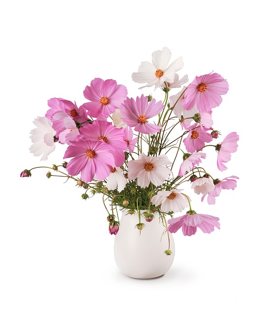 花束 白色的 Cosmea - 上的免费照片