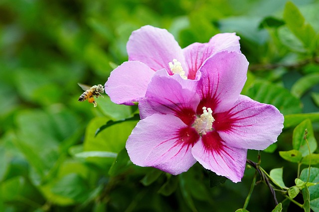 章木槿花 蜜蜂 花 - 上的免费照片