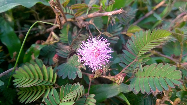 自然 阿萨姆邦 印度 - 上的免费照片