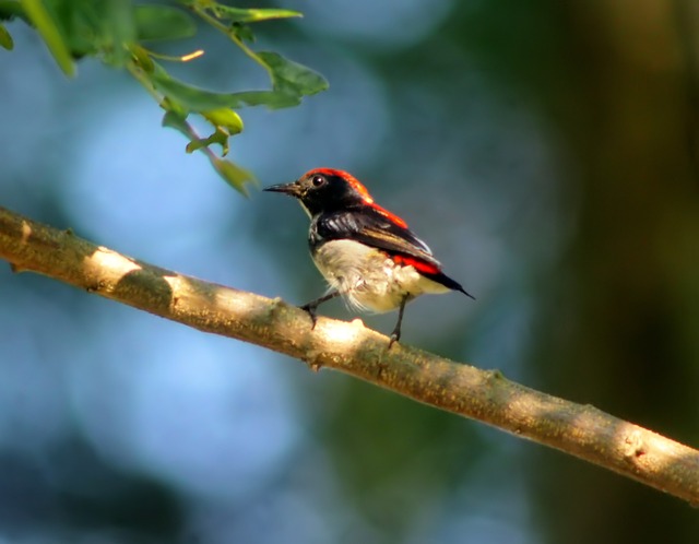 红色Flowerpecker 男性 荒野 - 上的免费照片