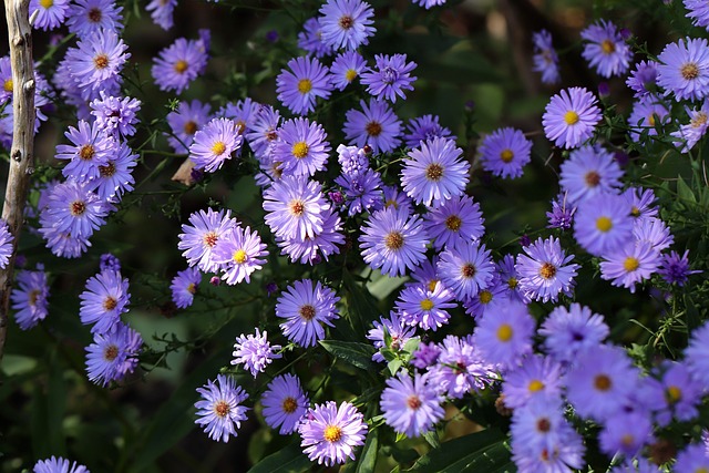 Asters Aster的花朵 紫色的 - 上的免费照片