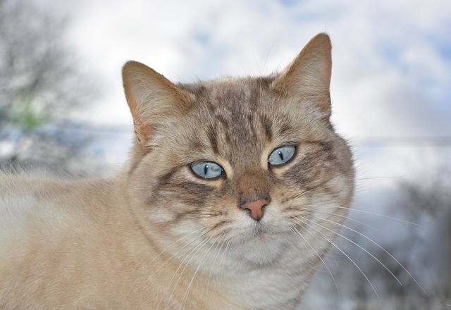 猫 猫Nala 猫科动物 - 上的免费照片