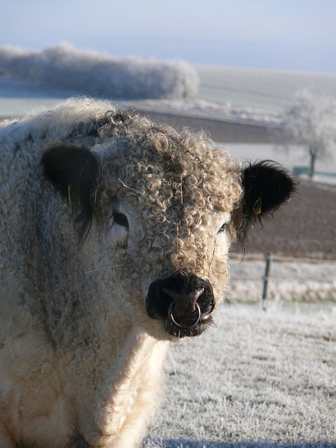 奶牛 加洛韦 牛肉 - 上的免费照片