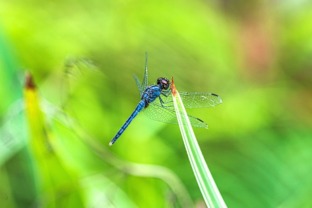 Dragonfly Green - 上的免费照片